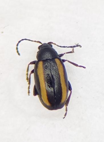 Phyllotreta christinae